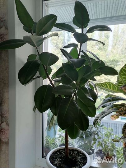 Комнатные растения