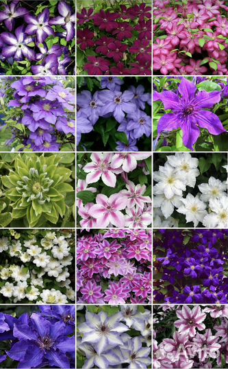 Корни клематисов Голландия