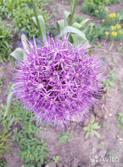 Уличные цветы