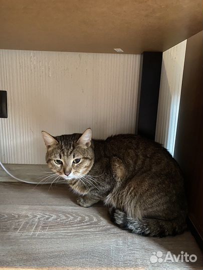 Был найден в подъезде, сейчас в поисках дома