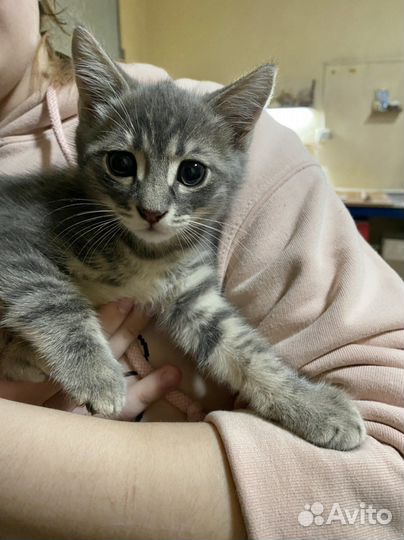 Котята ищут дом