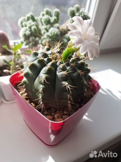 Кактусы и суккуленты