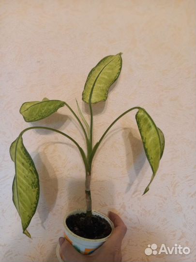 Диффенбахия,бамбук