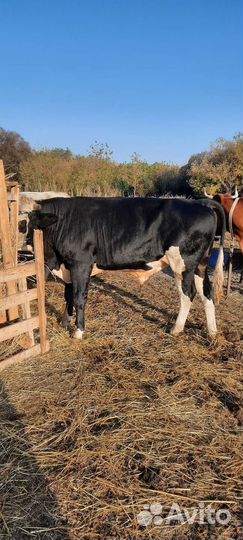 Бык на племя