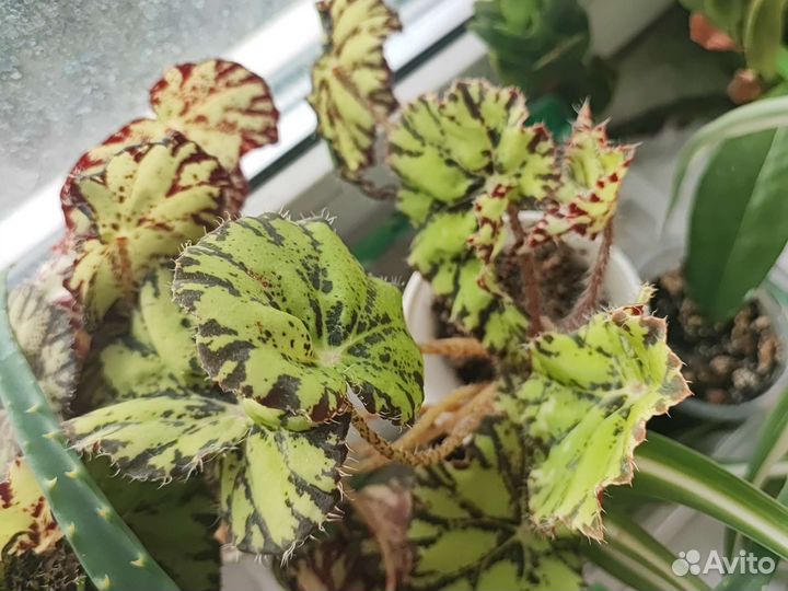 Хлорофитум