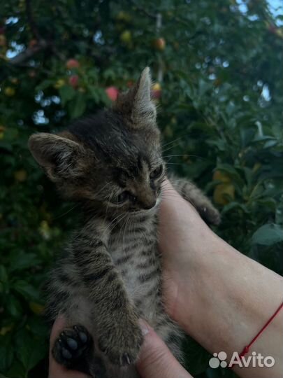 Котята