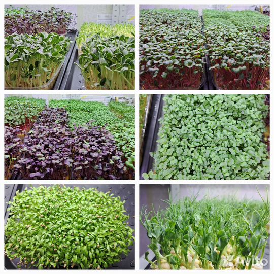 Микрозелень