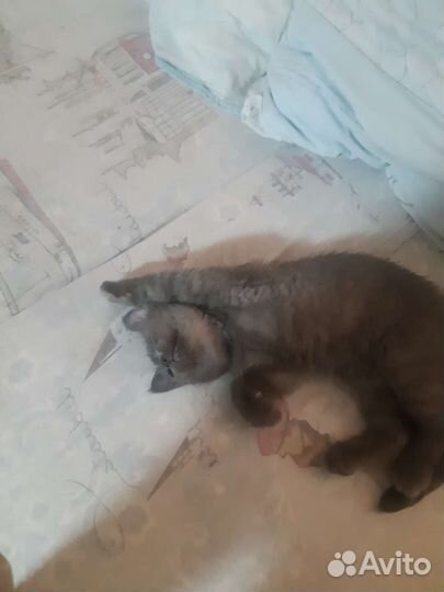 Котенок в дар бесплатно