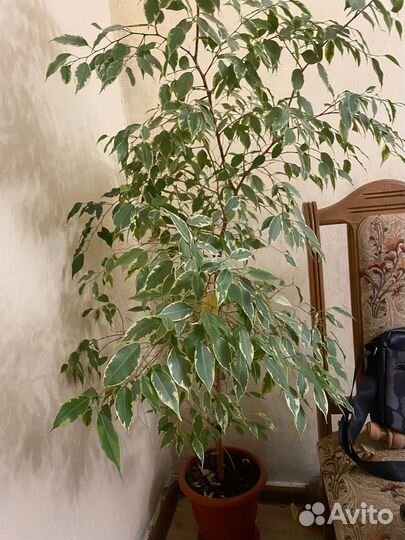 Комнатные цветы