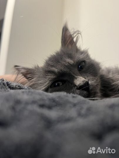 Котик мальчик