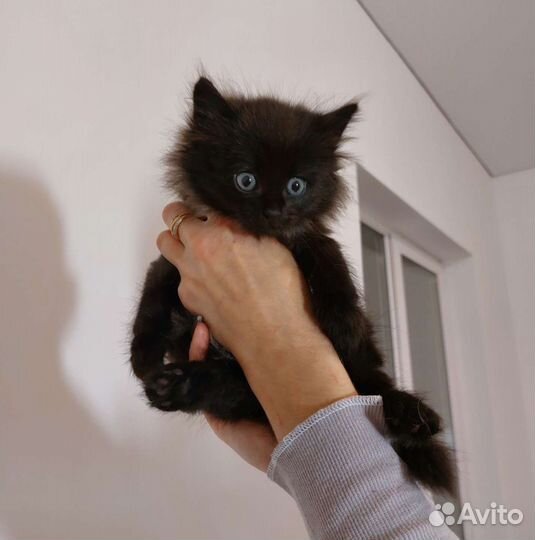 Кошки в добрые руки