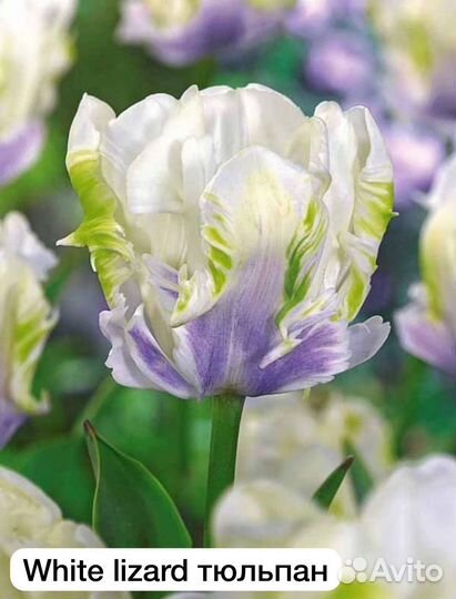 Коллекционные тюльпаны луковицы