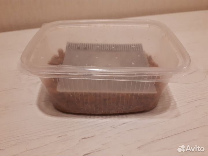 Гриндальский червь