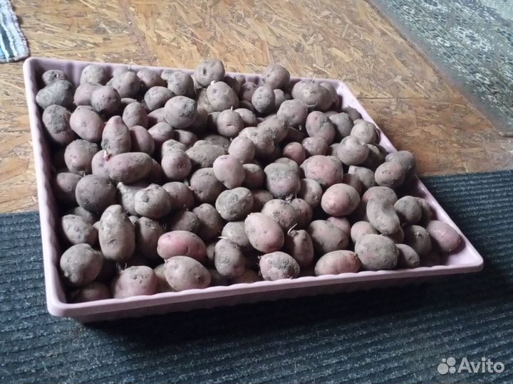 Семенной картофель, розара