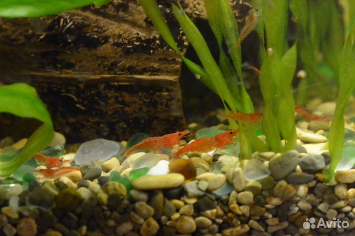 Креветки черри вишня