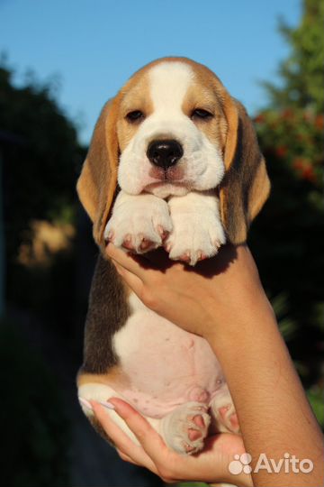 Щенки бигль. Питомник