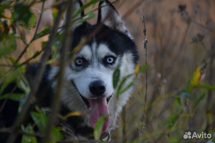 Сибирский хаски вязка