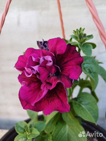 Петуния махровая в подвесном кашпо