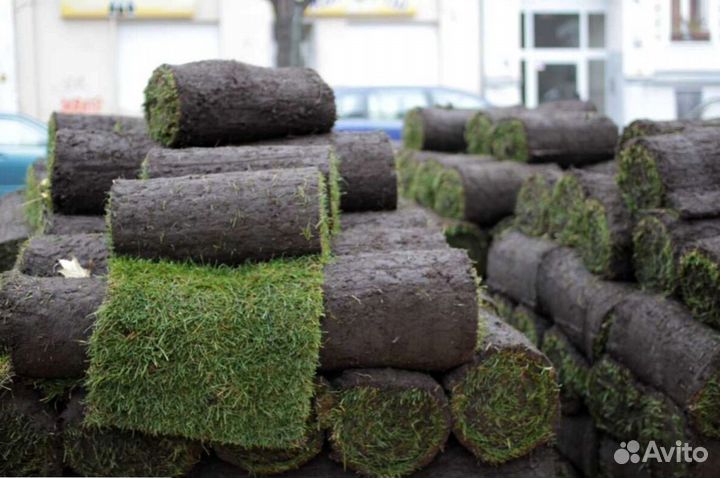 Рулонный газон с укладкой в наличии