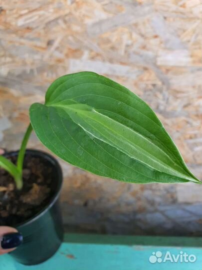 Хоста гибридная Striptease