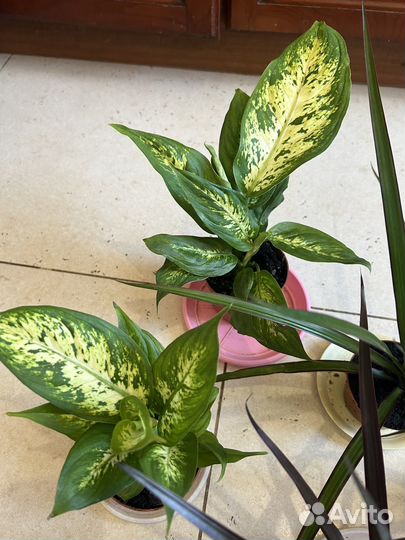 Диффенбахия и Драцена