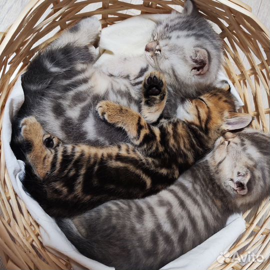 Британские котята