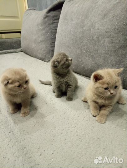 Британские вислоухие котята