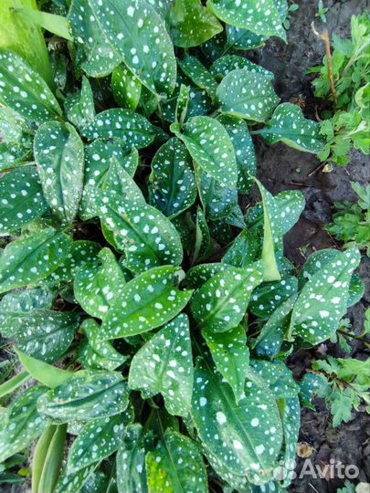 Декоративное многолетнее растение