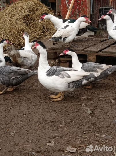 Инкубационные яйцо индоуток