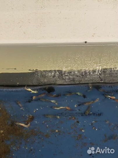 Аквариумные рыбки гуппи