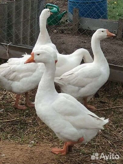 Продам гуся