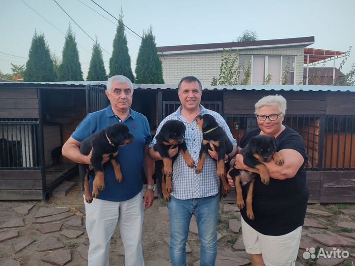 Щенки ротвейлера