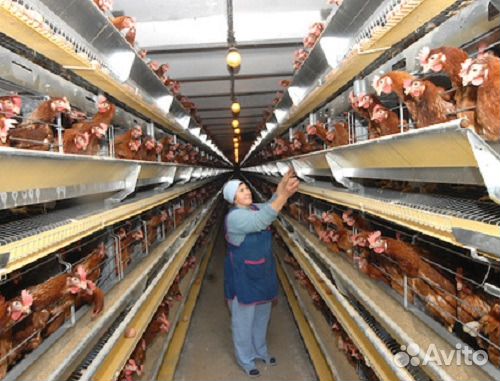 Куры-молодки