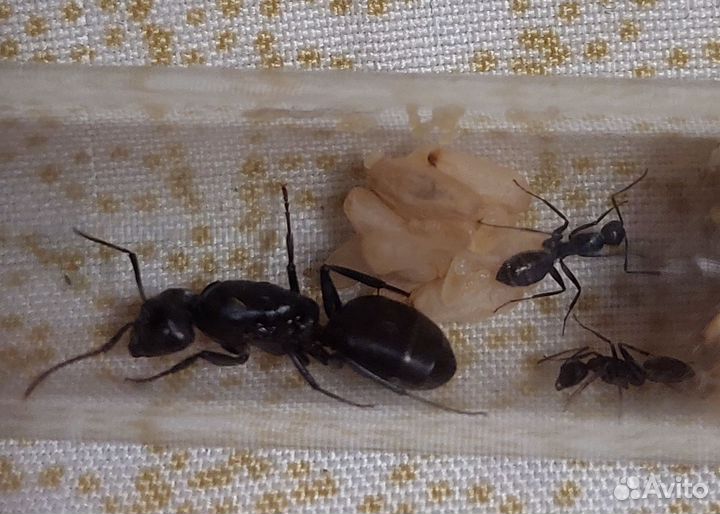 Муравьи семейств Camponotus vagus и Черный садовый