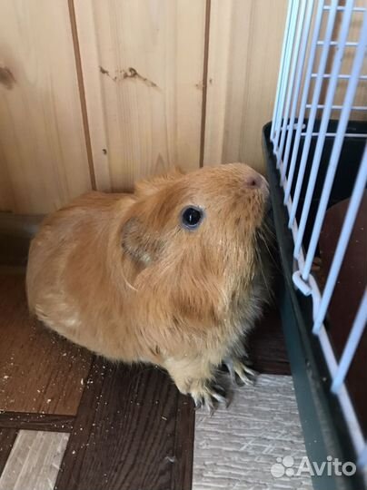 Морская свинка с клеткой 3000 тыс. руб