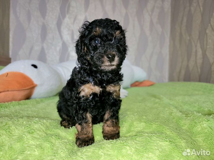 Щенки пуделя