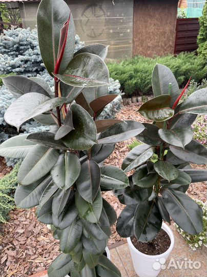 Фикус абиджан