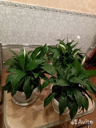 Спатифиллум