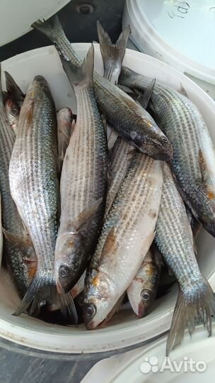 Свежая рыба