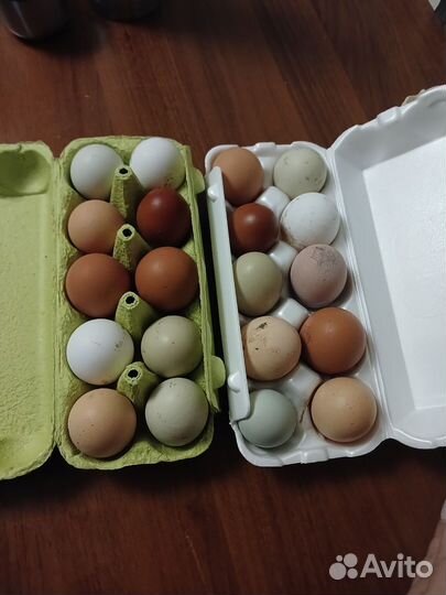 Домашние куриные яйца