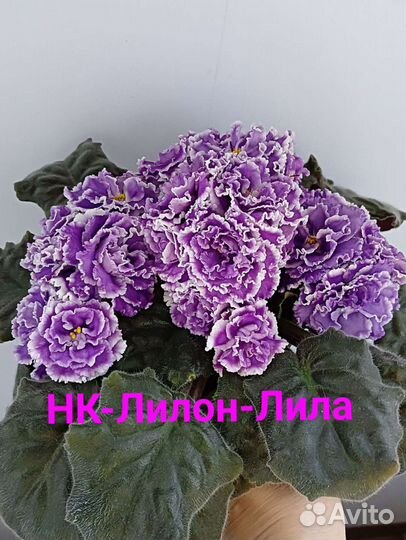 Лист фиалки, 10сортов