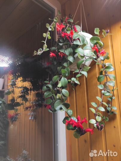 Эсхинантус