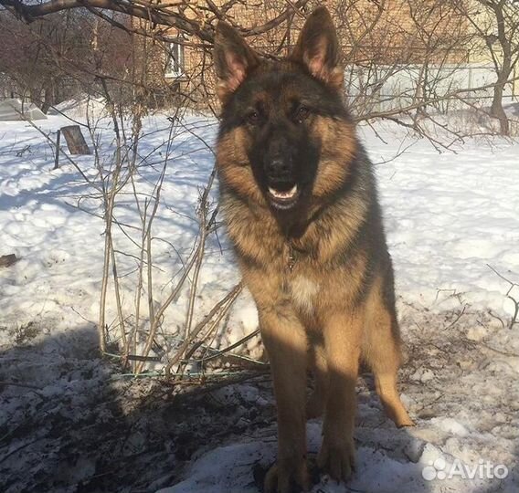 Вязка немецкой овчарки