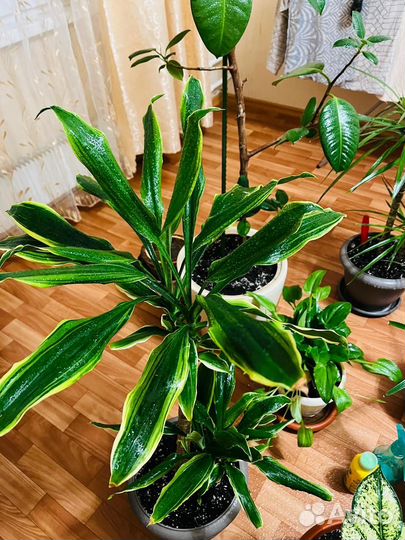 Комнатные цветы