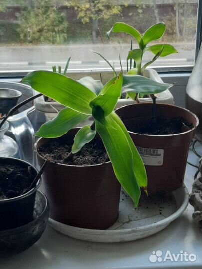 Черенки золотого уса 15-20см