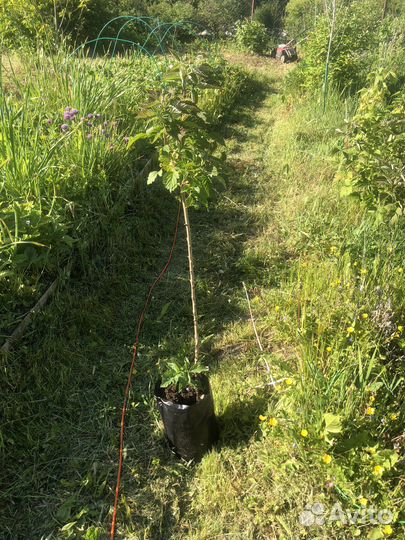 Малиновое дерево таруса
