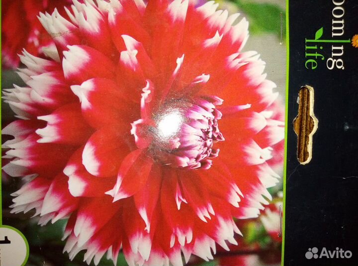 Продам корни георгинов