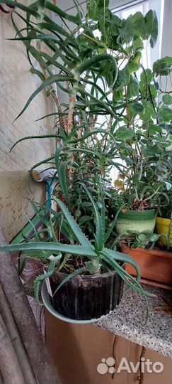 Алоэ, рождественник, герань, денежное дер., кактус