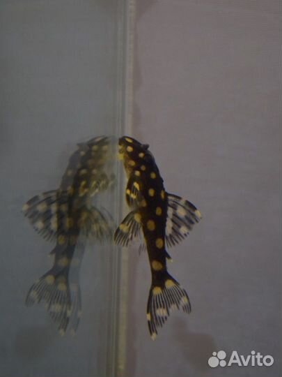 Сомики: анциструсы, номерные L, коридорасы