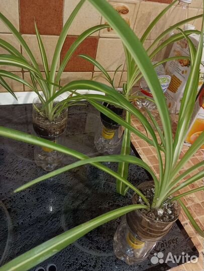 Хлорофитум